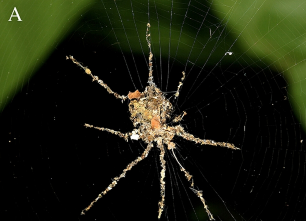 a spider decoy made out of silk and detritus, it looks like a spider with the correct number of legs a spider decoy made out of silk and detritus, it looks like a spider with the correct number of legs